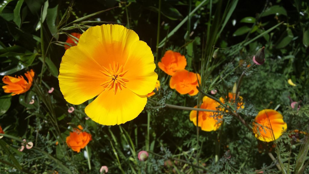 黄色とオレンジの花